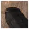 Фільтр живлення Emos (PC1621R) з вимикачем, 6 розеток, 1.5м, Black Фільтр живлення Emos (PC1621R) з вимикачем, 6 розеток, 1.5м, Black
