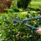 Ножиці для живоплоту Gardena EasyCut (12301-20.000.00)