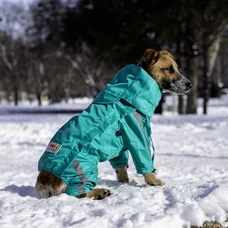 Дощовик на змійці Dogs Bomba бірюзовий MZ-6