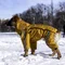 Дощовик на змійці Dogs Bomba гірчиця MZ-7