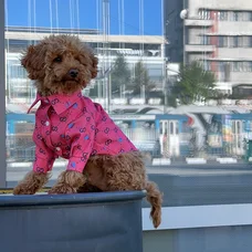 Сорочка Dogs Bomba Гуччi рожева RUB-37