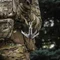 M-Tac Кішка розбірна