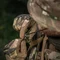 M-Tac панама Gen.II NYCO Multicam