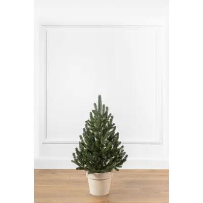 Ялинка лита "Віденська" в горщику зелена 0,70м