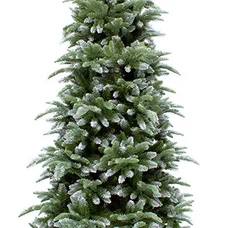 Ялина 185 см з інієм, Abies Nordmann