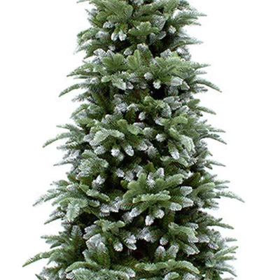 Ялина 185 см з інієм, Abies Nordmann