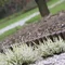Палісад садовий Prosperplast Garden BORDER, коричневий, 2,5 м