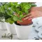Горщик для квітів Keter Ivy Herbs 7,5 л. Горщик для квітів Keter Ivy Herbs 7,5 л.
