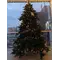 Ялина 2,15 м Abies Nordmann de Luxe зелена